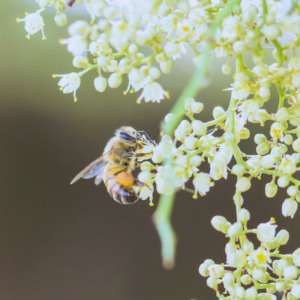 Bons ou mauvais insectes