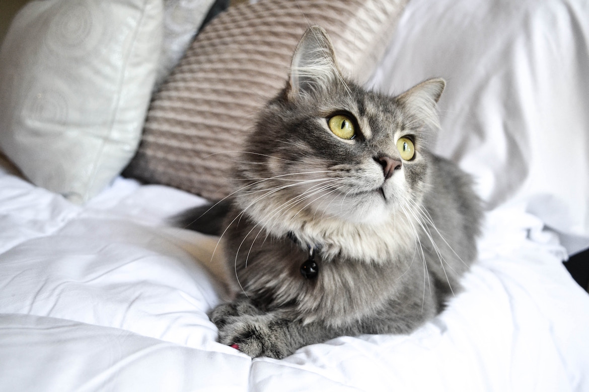 Cat Lover Un Jour Cat Lover Toujours Les Radieuses Cat Lover Un Jour Cat Lover Toujours Les Radieuses
