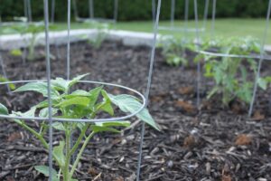 Cage à tomates