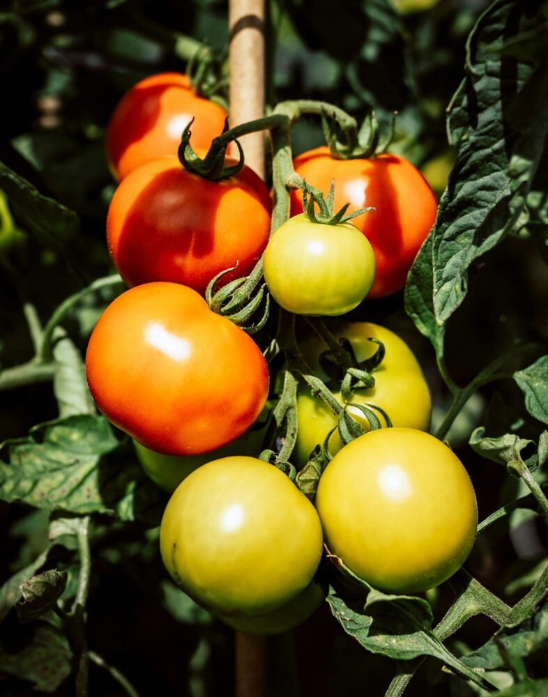 Tailler les gourmands de tomates