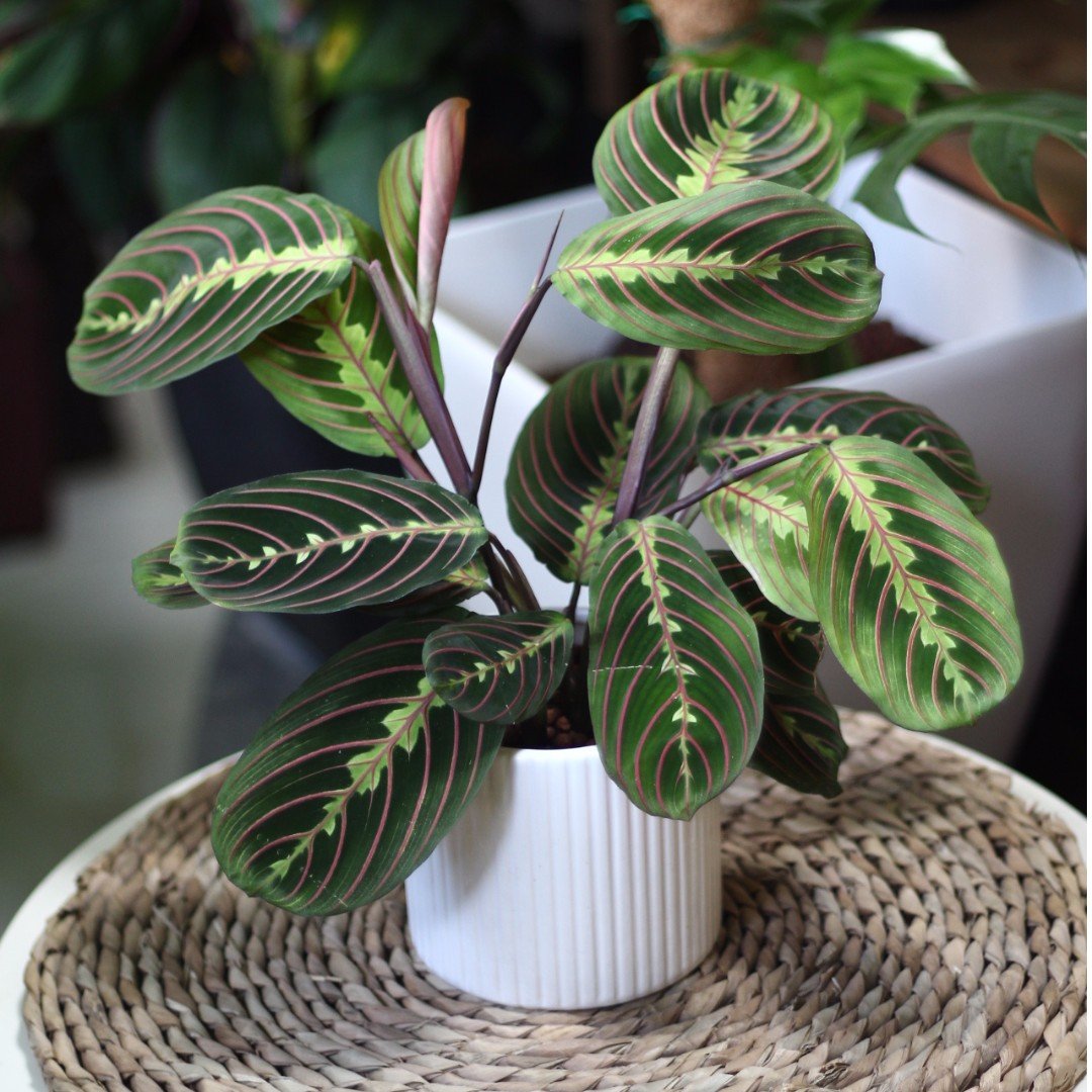 15 Plantes D int rieur Pas Si Faciles D entretien Les Radieuses Magazine 15-plantes-d-int-rieur-pas-si-faciles-d-entretien-les-radieuses-magazine