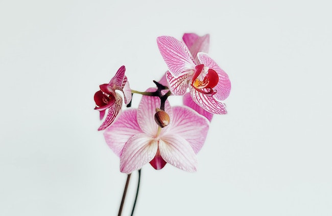 Rempoter une orchidée est si facile! - Jardinier paresseux