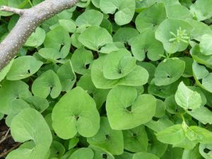 4. Asaret du Canada ou gingembre sauvage (Asarum canadense)