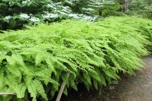 8. Capillaire du Canada (Adiantum pedatum