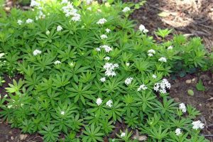 23. Gaillet odorant ou aspérule odorante (Galium odoratum)