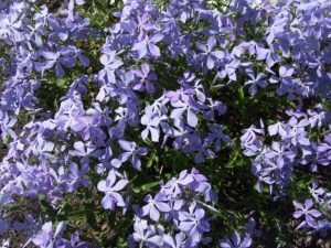42. Phlox des bois (Phlox divaricata)