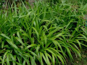 36. Luzule des bois (Luzula sylvatica)