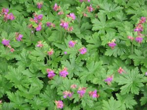 25. Géranium à gros rhizome (Geranium macrorrhizum)
