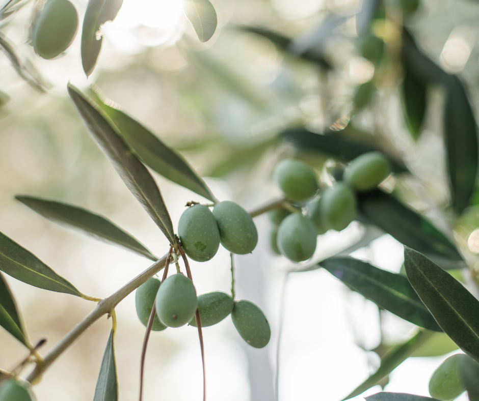 Polyphénols d’olives : les bénéfices à votre portée