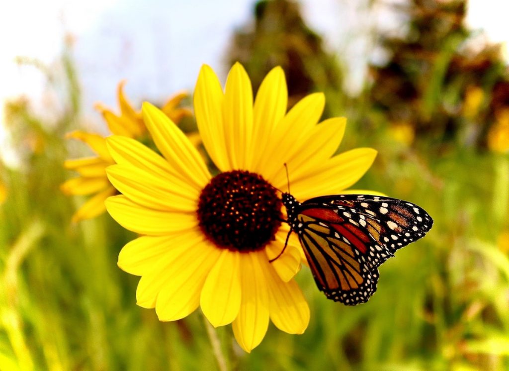 Attirer les papillons avec ces fleurs!