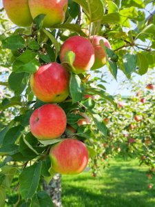 5 astuces pour une compote de pommes savoureuse!