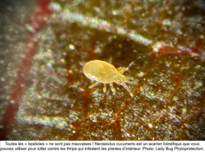 Lady Bug : Faites la lutte aux ravageurs dans vos plantes de façon biologique!