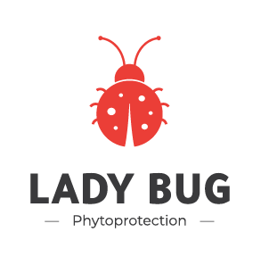 Lady Bug : Faites la lutte aux ravageurs dans vos plantes de façon biologique!