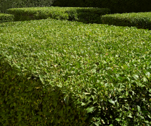 Truc de pro pour bien protéger vos haies pour l’hiver