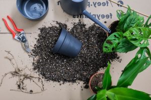 Rempoter votre plante en 10 étapes