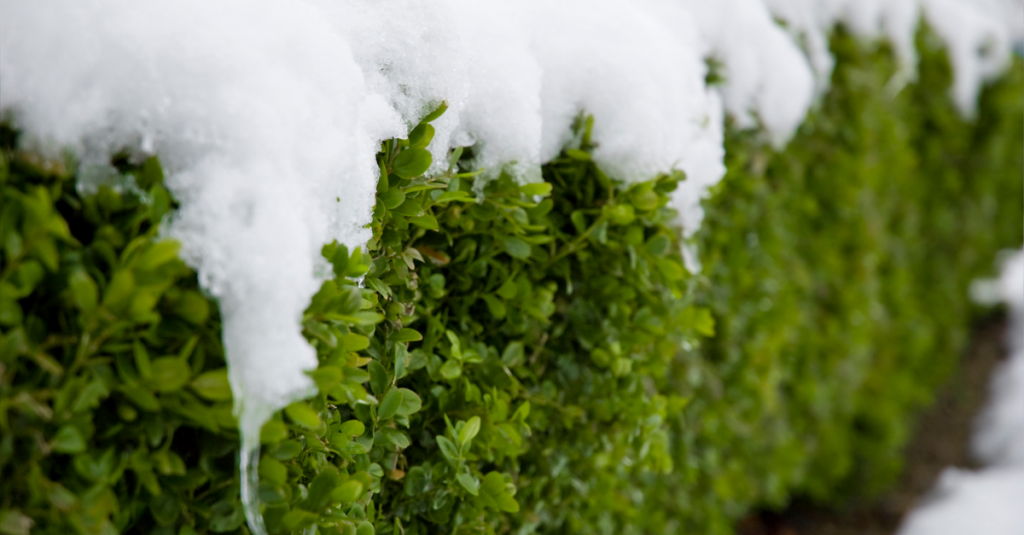 Truc de pro pour bien protéger vos haies pour l’hiver