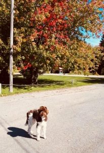 marche à l'automne