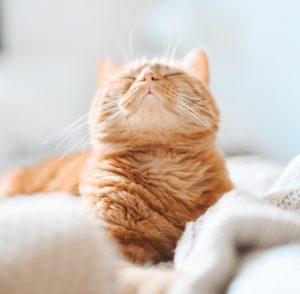gardienne de chat