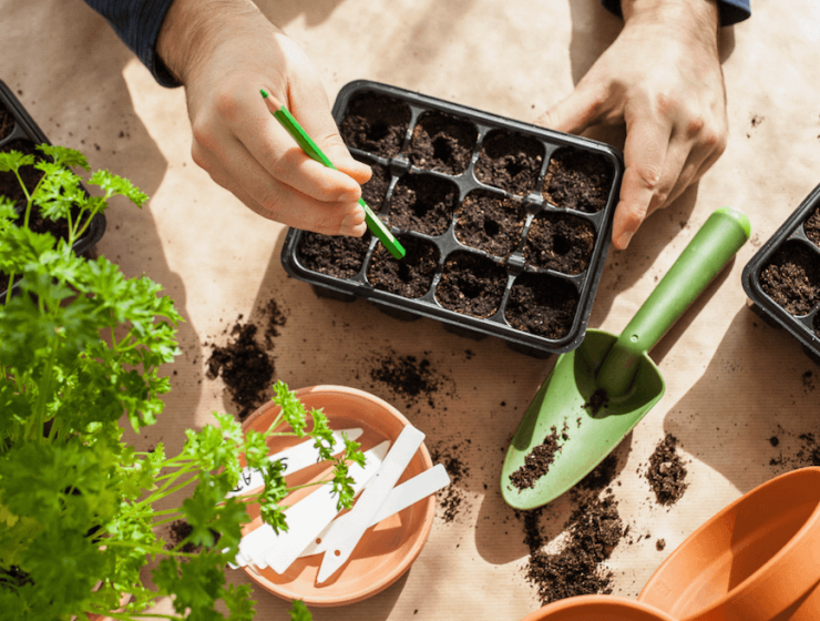 Trucs et astuces pour préparer vos semis d’intérieur