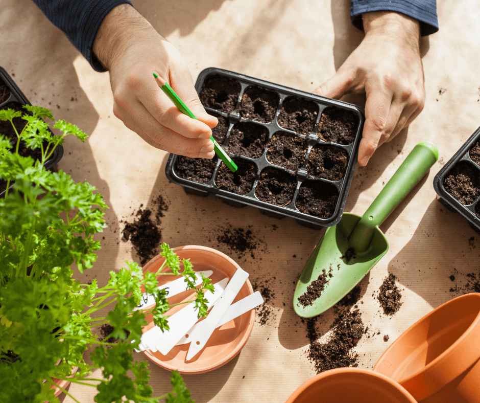 Trucs et astuces pour préparer vos semis d’intérieur