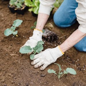 Trucs et astuces pour préparer vos semis d’intérieur