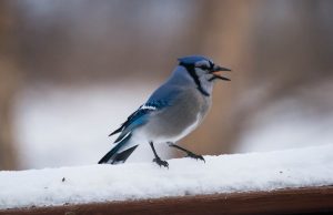 10 conseils pour nourrir les oiseaux en hiver