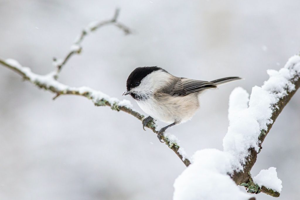 10 conseils pour nourrir les oiseaux en hiver