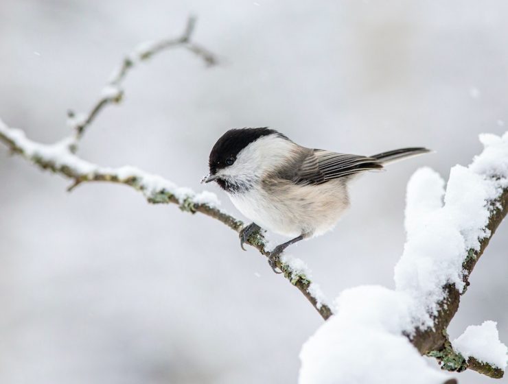 10 conseils pour nourrir les oiseaux en hiver