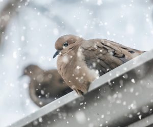 10 conseils pour nourrir les oiseaux en hiver