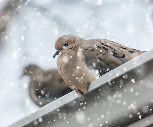 Rendre sa cour accueillante pour nourrir les oiseaux en hiver - Du
