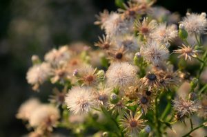 Jardinier paresseux : 5 erreurs de jardinage à éviter
