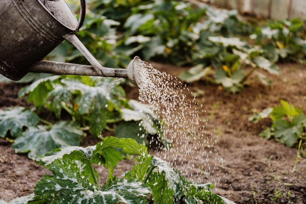 Jardinier paresseux : 5 erreurs de jardinage à éviter