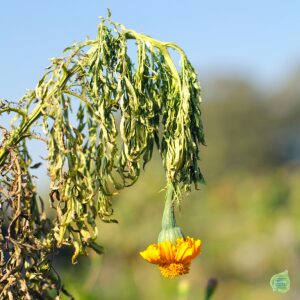 Jardinier paresseux : 5 erreurs de jardinage à éviter