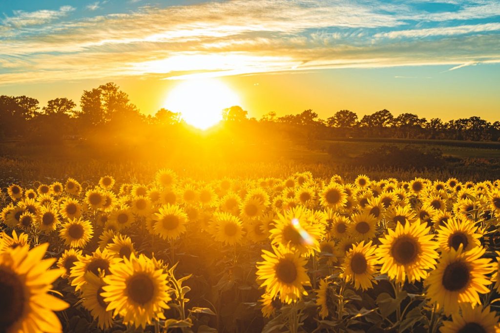 Des tournesols pour soutenir les Ukrainiens