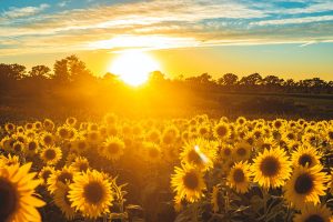 Des tournesols pour soutenir les Ukrainiens