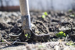 Démarrer un potager sans trop d’efforts