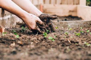 Démarrer un potager sans trop d’efforts