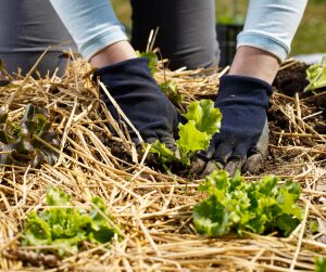 Envie de faciliter votre jardinage? Lumière sur les paillis!