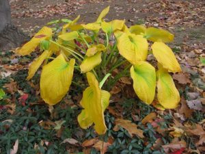 Ne coupez pas les feuilles des vivaces l’automne!