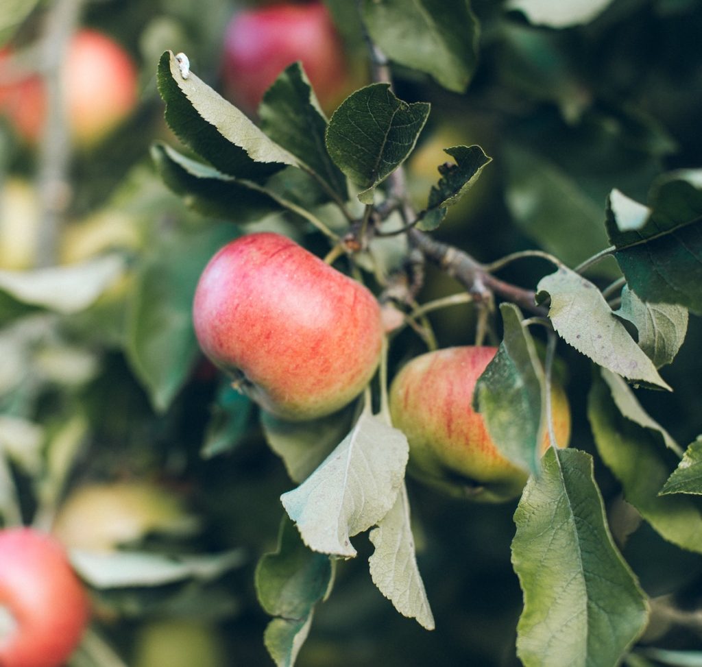 Pelures de pommes