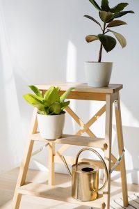 Plante d'intérieur