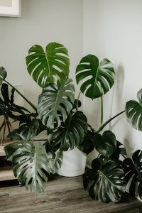 Plante d'intérieur