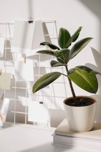 Plante d'intérieur
