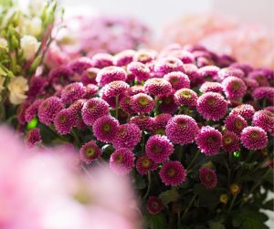 Chrysanthème
