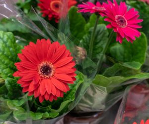 Gerbera