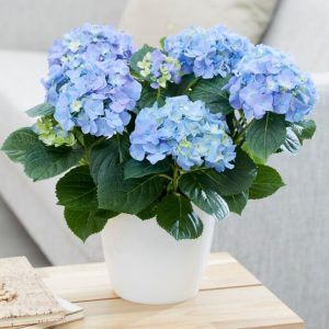 Hydrangée à grandes feuilles