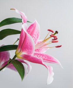 Lis - Plante de Pâques
