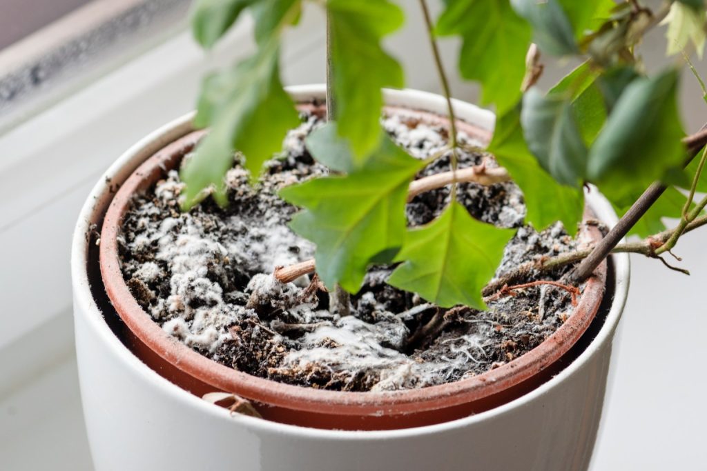 Moisissure à la base des plantes