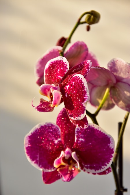 Arrosage des orchidées