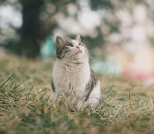 Animaux de compagnie et tiques : 10 choses à savoir
